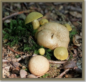 Kostgangerboleet - Pseudoboletus parasiticus