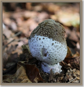 Panteramaniet - Amanita pantherina