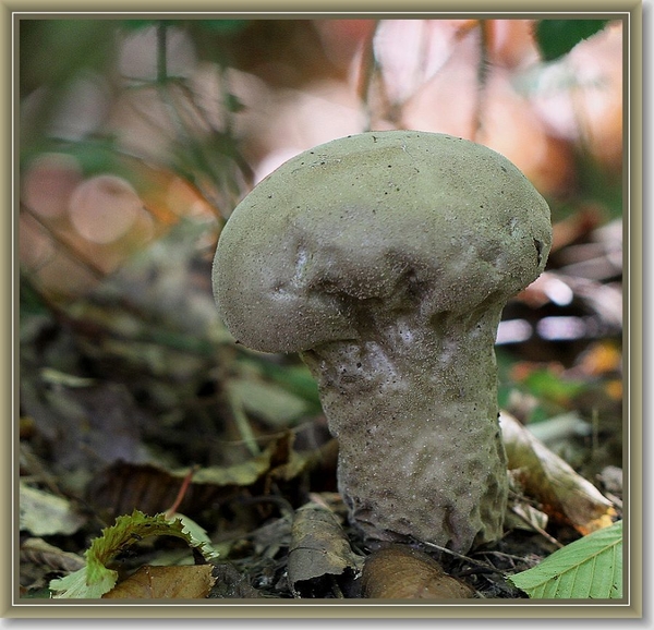 Plooivoetstuifzwam - Calvatia excipuliformis (2)