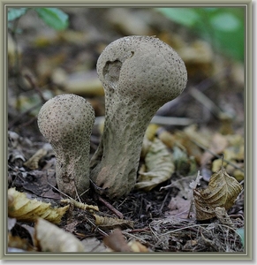 Plooivoetstuifzwam - Calvatia excipuliformis (4)