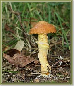 Gele ringboleet - Suillus grevillei (2)