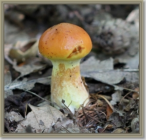 Gele ringboleet - Suillus grevillei