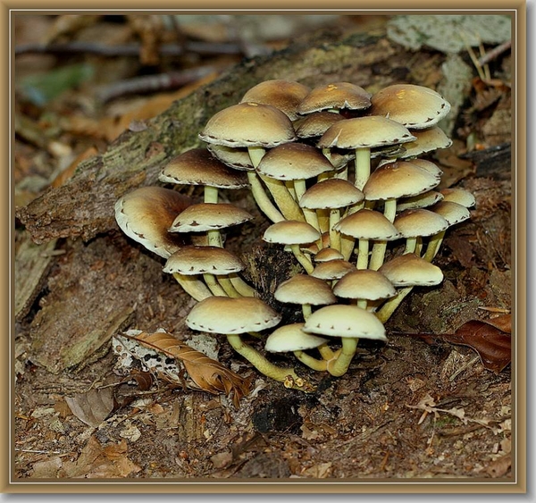 Gewone zwavelkop - Hypholoma fasciculare (2)