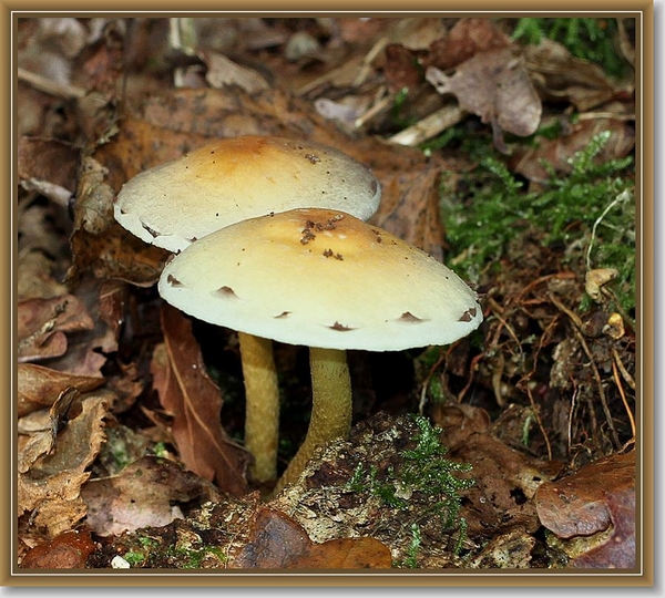 Gewone zwavelkop - Hypholoma fasciculare