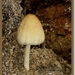 Gewone glimmerinktzwam - Coprinus micaceus