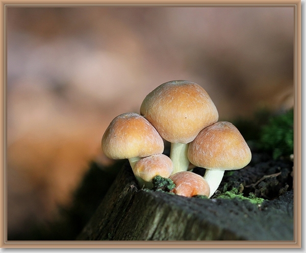 Rode zwavelkop - Hypholoma lateritium (2)