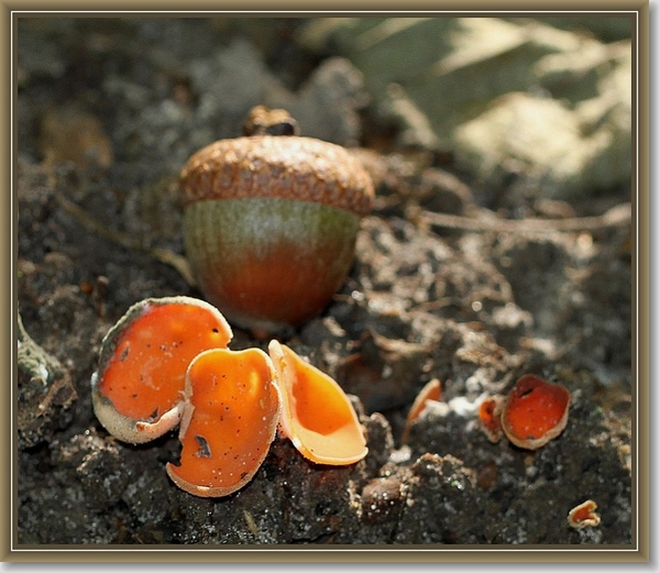 Kleine oranje bekerzwam - Aleuria  exigua