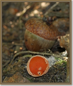 Kleine oranje bekerzwam - Aleuria exigua