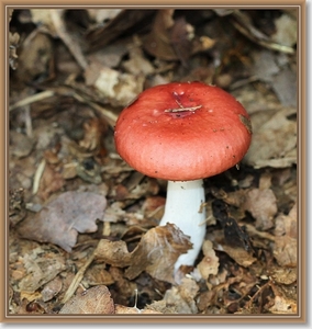 Russula - Russula spec.