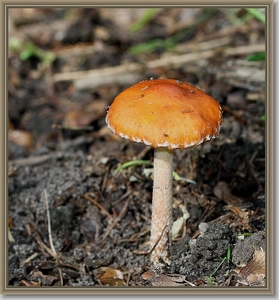 Zilversteelzwavelkop - Hypholoma dispersum