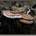 Platte tonderzwam - Ganoderma lipsiense (2)