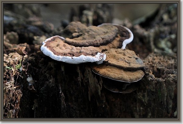 Platte tonderzwam - Ganoderma lipsiense (2)