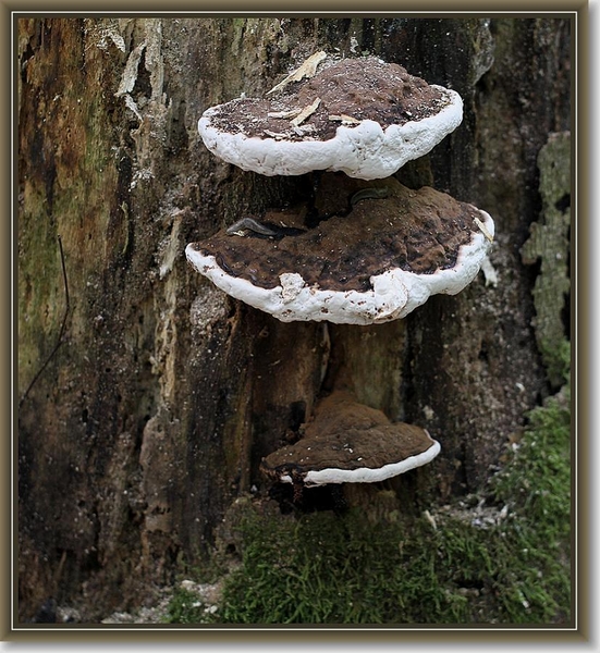 Platte tonderzwam - Ganoderma lipsiense