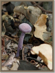 Amethistzwam - Laccaria amethystina