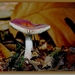 Duivelsbroodrussula - Russula sardonia