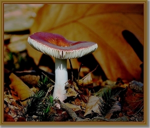 Duivelsbroodrussula - Russula sardonia