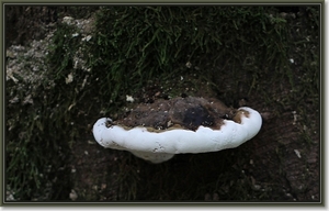 Platte tonderzwam - Ganoderma lipsiense (4)