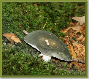 Berijpte russula - Russula pararuzea