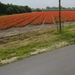 2014-07-26 KKT fietsen Schelde -Wetteren_0014