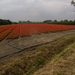 2014-07-26 KKT fietsen Schelde -Wetteren_0015