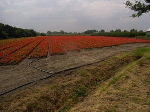 2014-07-26 KKT fietsen Schelde -Wetteren_0015