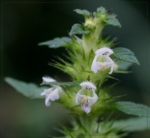 Gewone hennepnetel  - Galeopsis tetrahit.L IMG-0091