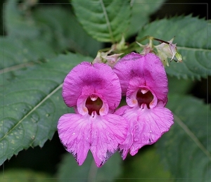 Reuzenbalsemien - Impatiens glandulifera IMG-0052