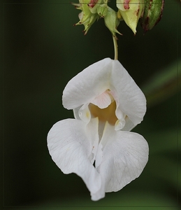 Reuzenbalsemien - Impatiens glandulifera IMG-0061