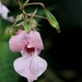 Reuzenbalsemien - Impatiens glandulifera IMG-0618