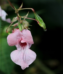 Reuzenbalsemien - Impatiens glandulifera IMG-0618