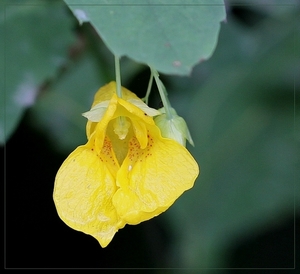 Groot springzaad - Impatiens noli-tangere L.  IMG-0740