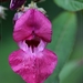 Reuzenbalsemien - Impatiens glandulifera IMG-0758