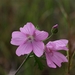 Vijfdelig kaasjeskruid - Malva alcea IMG-0107