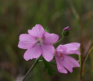 Vijfdelig kaasjeskruid - Malva alcea IMG-0107