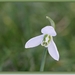 Gewoon sneeuwklokje - Galanthus nivalis