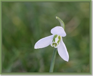 Gewoon sneeuwklokje - Galanthus nivalis