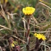 Klein hoefblad - Tussilago farfara