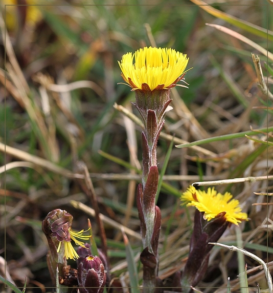 Klein hoefblad - Tussilago farfara