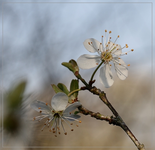 Krentenboompje spec. - Amelanchier spec.