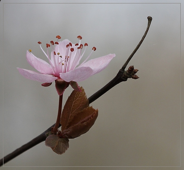 Krentenboompje spec. - Amelanchier spec.