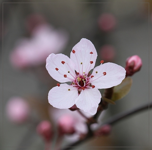 Krentenboompje spec. - Amelanchier spec.