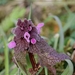 Paarse dovenetel - Lamium purpureum