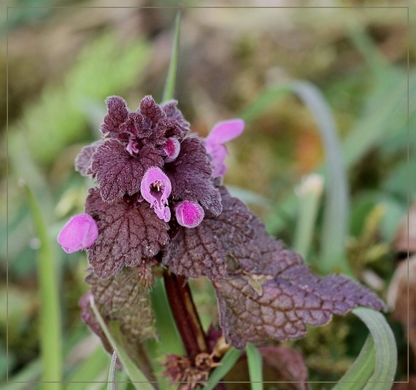 Paarse dovenetel - Lamium purpureum