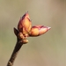 Rhododendron spec. - Rhododendron spec.
