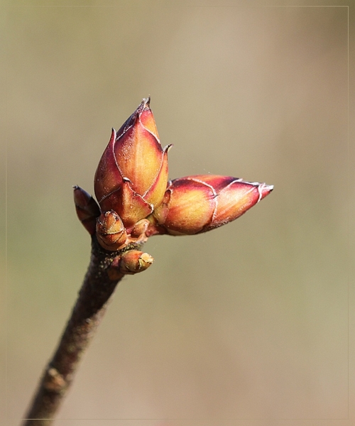 Rhododendron spec. - Rhododendron spec.