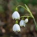 Zomerklokje - Leucojum  aestivum