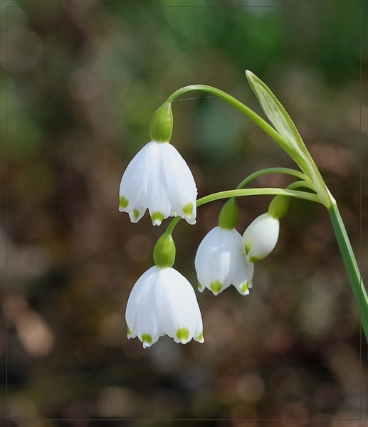 Zomerklokje - Leucojum  aestivum