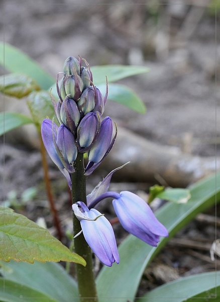 Boshyacint spec. - Hyacinthoides spec.