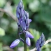 Boshyacint spec. - Hyacinthoides spec.