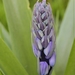 Boshyacint spec. - Hyacinthoides spec.